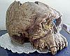 The Skull of the Daemon Rumphapithecus #2